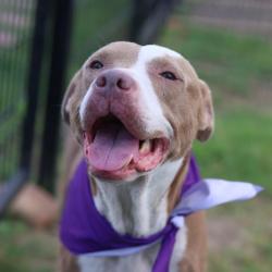 Shelter Stray Female Dog last seen ONSLOW, San Antonio, TX 78227