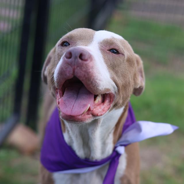 Shelter Stray Female Dog last seen ONSLOW, San Antonio, TX 78227