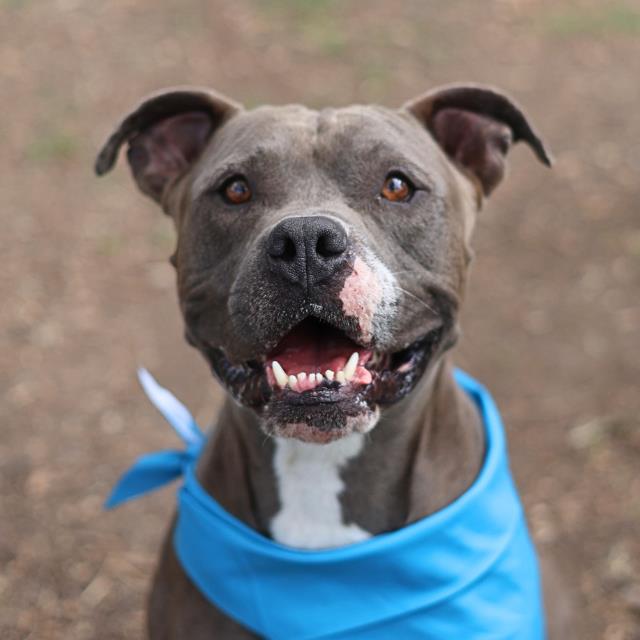 Shelter Stray Male Dog last seen QUINTA RD, San Antonio, TX 78227
