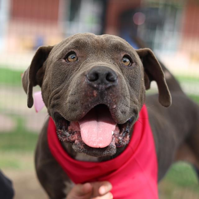Shelter Stray Female Dog last seen QUINTA RD, San Antonio, TX 78227