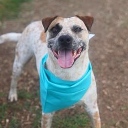 Shelter Stray Male Dog last seen Near BLOCK SILVERTIP, San Antonio, TX 78227