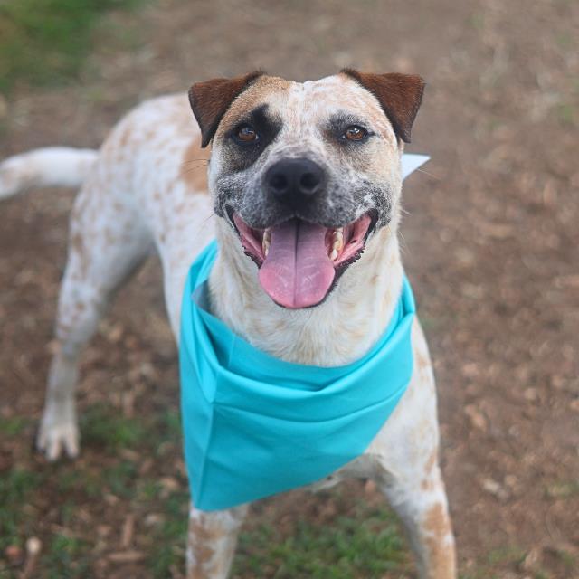Shelter Stray Male Dog last seen Near BLOCK SILVERTIP, San Antonio, TX 78227