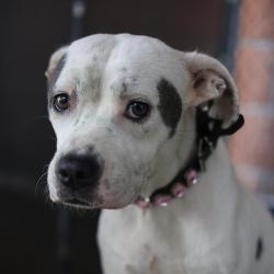 Shelter Stray Female Dog last seen 10ST AND AUSTIN, San Antonio, TX 78227