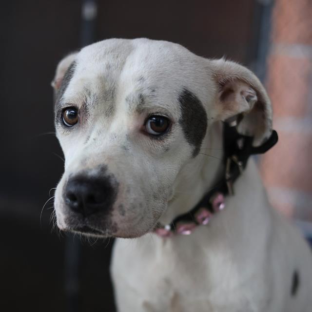 Shelter Stray Female Dog last seen 10ST AND AUSTIN, San Antonio, TX 78227
