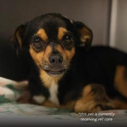 Shelter Stray Unknown Dog last seen , San Antonio, TX 78227