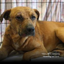 Shelter Stray Male Dog last seen Near BLOCK BRADLEY, San Antonio, TX 78227