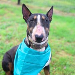 Shelter Stray Male Dog last seen Near BLOCK E 1604 N, San Antonio, TX 78227
