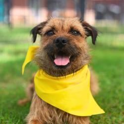 Shelter Stray Male Dog last seen Near BLOCK CINCINNATI, San Antonio, TX 78227