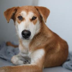 Shelter Stray Female Dog last seen Near BLOCK BOULDER AVE, San Antonio, TX 78227
