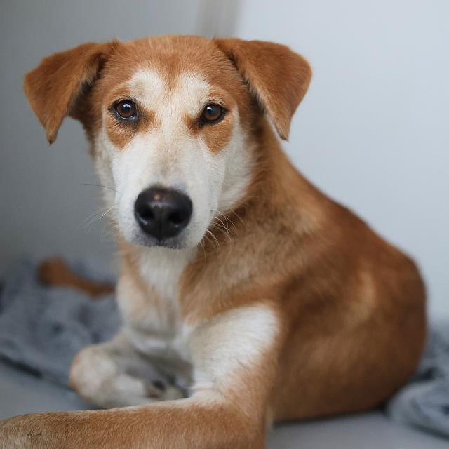 Shelter Stray Female Dog last seen Near BLOCK BOULDER AVE, San Antonio, TX 78227
