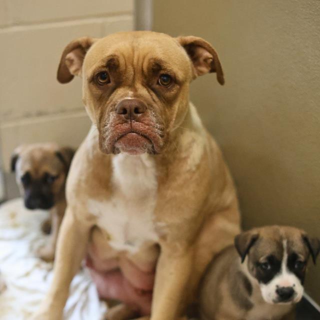 Shelter Stray Female Dog last seen Near BLOCK ST JAMES, San Antonio, TX 78227