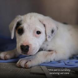 Shelter Stray Male Dog last seen CAMERONS WAY, San Antonio, TX 78227