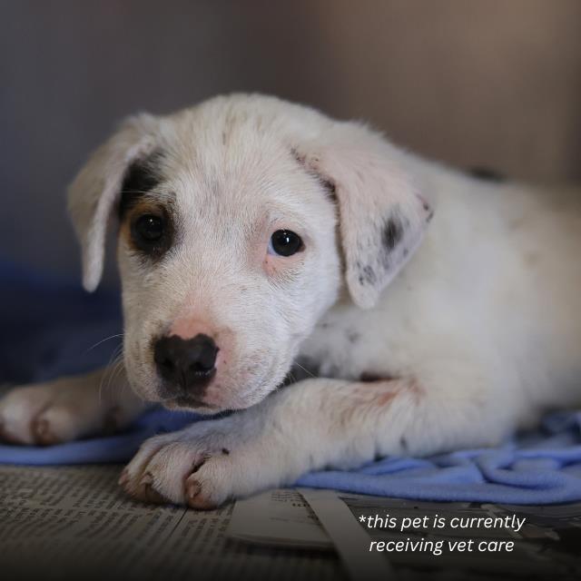 Shelter Stray Male Dog last seen CAMERONS WAY, San Antonio, TX 78227