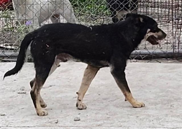 Shelter Stray Male Dog last seen Near BLOCK N SAN GABRIEL, San Antonio, TX 78227