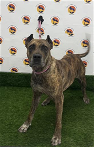 Shelter Stray Female Dog last seen MOOG RD, Land O' Lakes, FL 34638