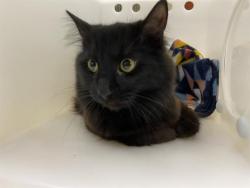 Shelter Stray Female Cat last seen Near BLOCK S 28TH ST, Milwaukee, WI 53215