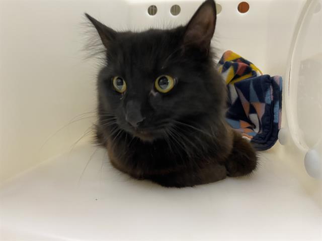 Shelter Stray Female Cat last seen Near BLOCK S 28TH ST, Milwaukee, WI 53215