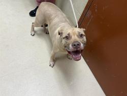 Shelter Stray Male Dog last seen 75TH AND BLUEMOUND, Milwaukee, WI 53215