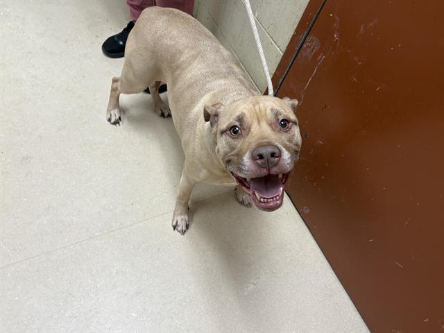 Shelter Stray Male Dog last seen 75TH AND BLUEMOUND, Milwaukee, WI 53215