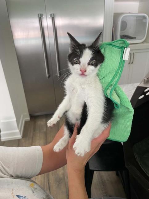 Shelter Stray Female Cat last seen , Chatsworth, CA 91311