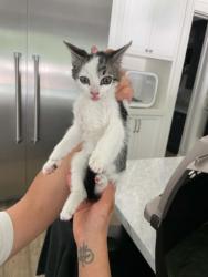 Shelter Stray Male Cat last seen , Chatsworth, CA 91311