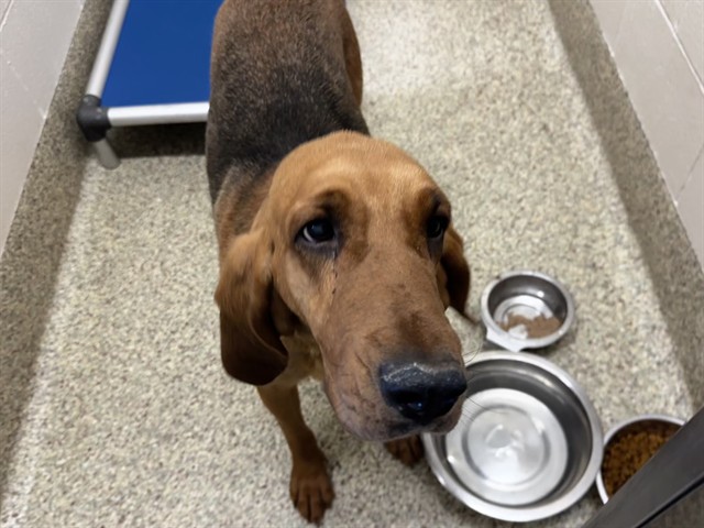 Shelter Stray Female Dog last seen Near BLOCK W HIGHWAY 24, CASCADE, CO 80809, Colorado Springs, CO 80905