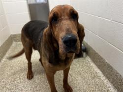 Shelter Stray Female Dog last seen Near BLOCK W HIGHWAY 24, CASCADE, CO 80809, Colorado Springs, CO 80905