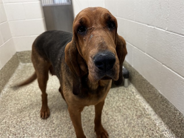 Shelter Stray Female Dog last seen Near BLOCK W HIGHWAY 24, CASCADE, CO 80809, Colorado Springs, CO 80905