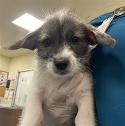 Shelter Stray Male Dog last seen Near BLOCK MAGDALENA ST, MURRIETA, CA, San Jacinto, CA 92582