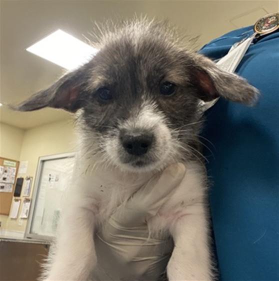 Shelter Stray Male Dog last seen Near BLOCK MAGDALENA ST, MURRIETA, CA, San Jacinto, CA 92582