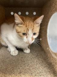 Shelter Stray Male Cat last seen Near BLOCK E STETSON AVE, HEMET CA 92543, San Jacinto, CA 92582
