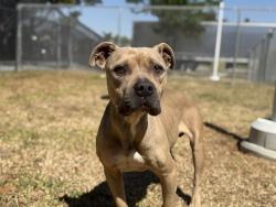 Shelter Stray Female Dog last seen Near BLOCK W 5TH ST, SAN JACINTO CA 92583, San Jacinto, CA 92582