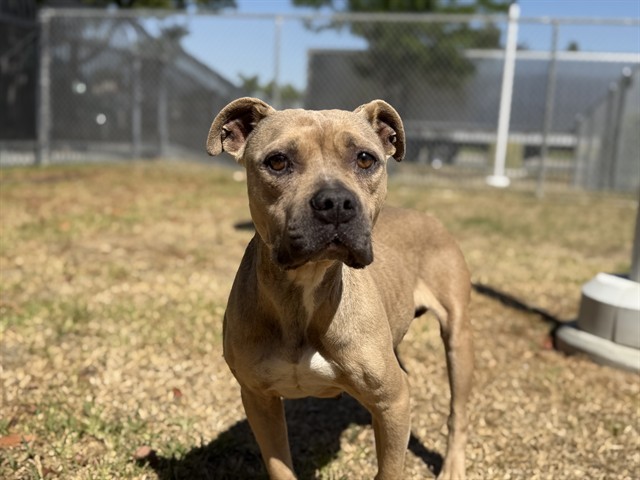 Shelter Stray Female Dog last seen Near BLOCK W 5TH ST, SAN JACINTO CA 92583, San Jacinto, CA 92582