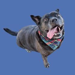 Shelter Stray Male Dog last seen Near BLOCK HAVEN DR, ARVIN CA 93203, Bakersfield, CA 93308