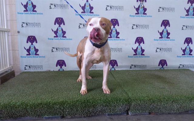 Shelter Stray Male Dog last seen , 2769 Conroy Rd, Orlando, FL 32839, USA