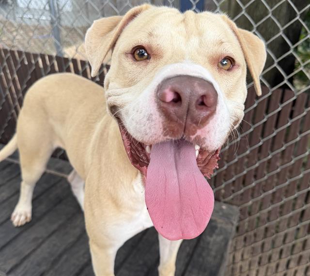 Shelter Stray Male Dog last seen Near BLOCK HALS CIR, TALLAHASSEE FL 32304, Tallahassee, FL 32311