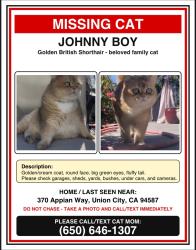 Reunited Male Cat last seen Mission Blvd, Union City, CA 94587