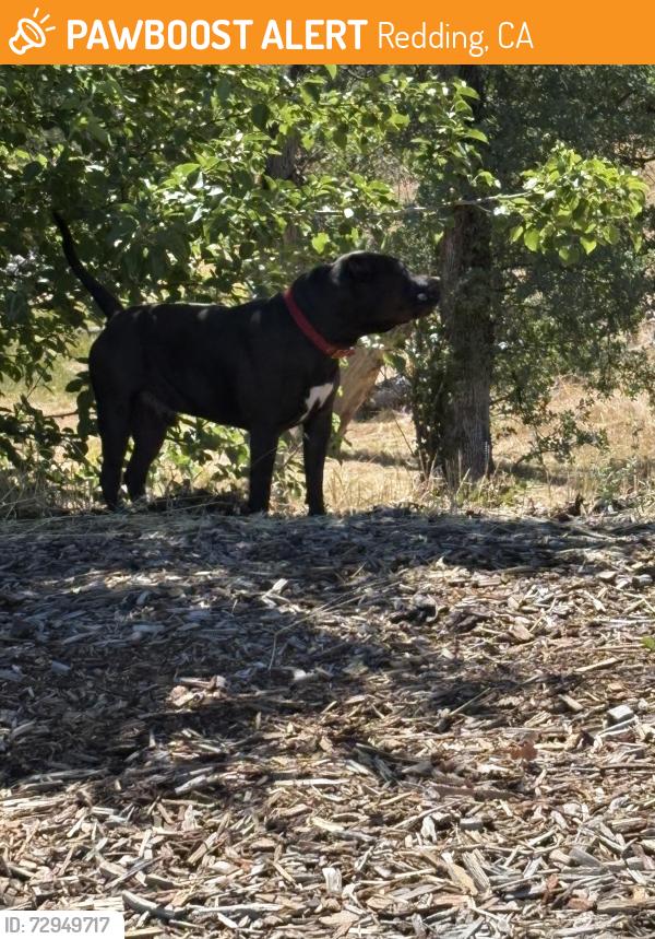 Found/Stray Male Dog last seen End of Preserve Blvd., Redding, CA 96002