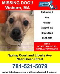 Lost Male Dog last seen Spring Court, Green Street, Main Streer in Woburn Ma, Woburn, MA 01801