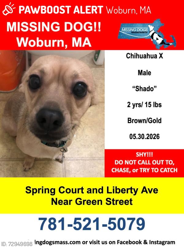 Lost Male Dog last seen Spring Court, Green Street, Main Streer in Woburn Ma, Woburn, MA 01801