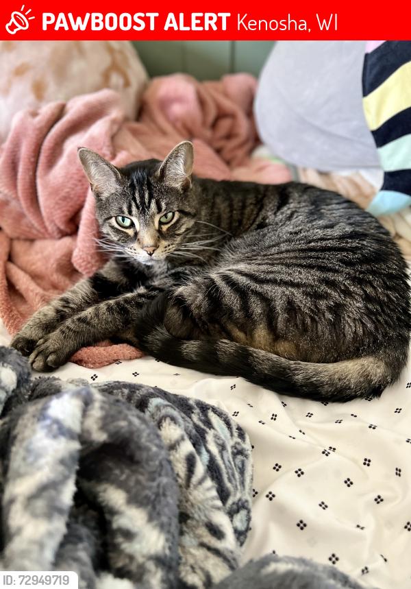 Lost Male Cat last seen Horzons subdivision , Kenosha, WI 53142