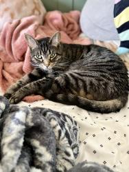 Lost Male Cat last seen Horzons subdivision , Kenosha, WI 53142
