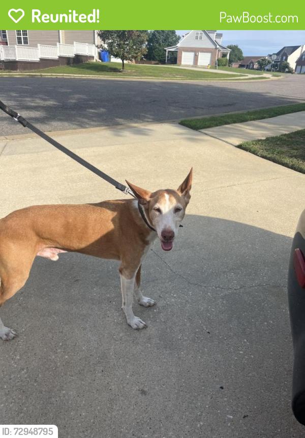 Reunited Male Dog last seen Sunchase , Fayetteville, NC 28306
