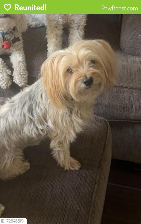 Reunited Female Dog last seen polish flute , Marana, AZ 85658