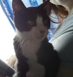 Reunited Female Cat last seen Maclaren blvd saint john new bruinswick, Saint John, NB E2K 3G4