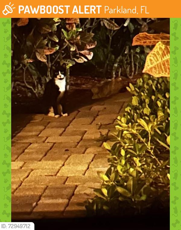 Found/Stray Unknown Cat last seen Heron Bay, Parkland, FL 33076