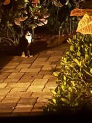 Found/Stray Unknown Cat last seen Heron Bay, Parkland, FL 33076
