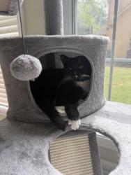 Reunited Male Cat last seen Kensington Dr, Peachtree City, Peachtree City, GA 30269
