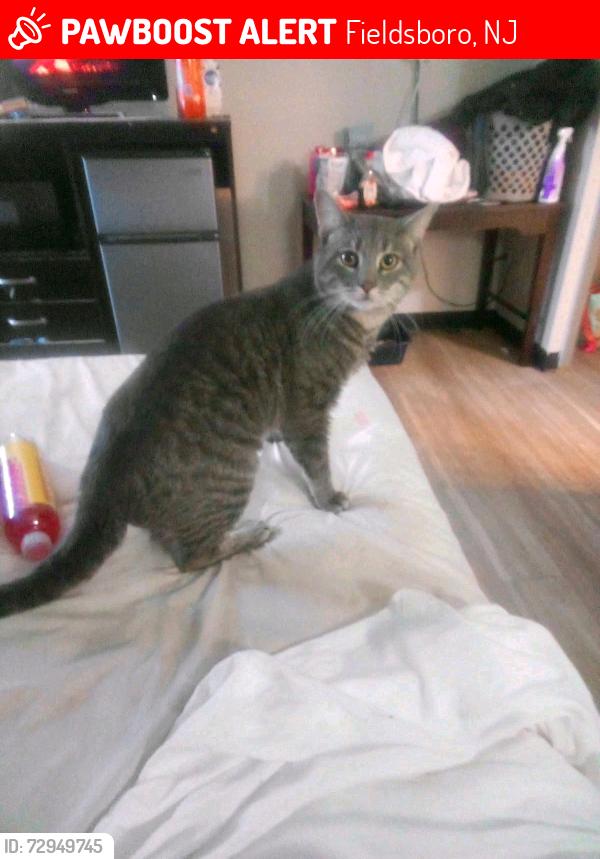 Lost Male Cat last seen By town and country diner in bordentown , Fieldsboro, NJ 08505