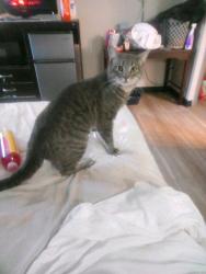 Lost Male Cat last seen By town and country diner in bordentown , Fieldsboro, NJ 08505